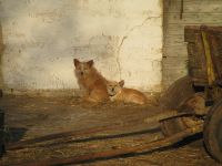 Šuniukų šildymasis saulutėje